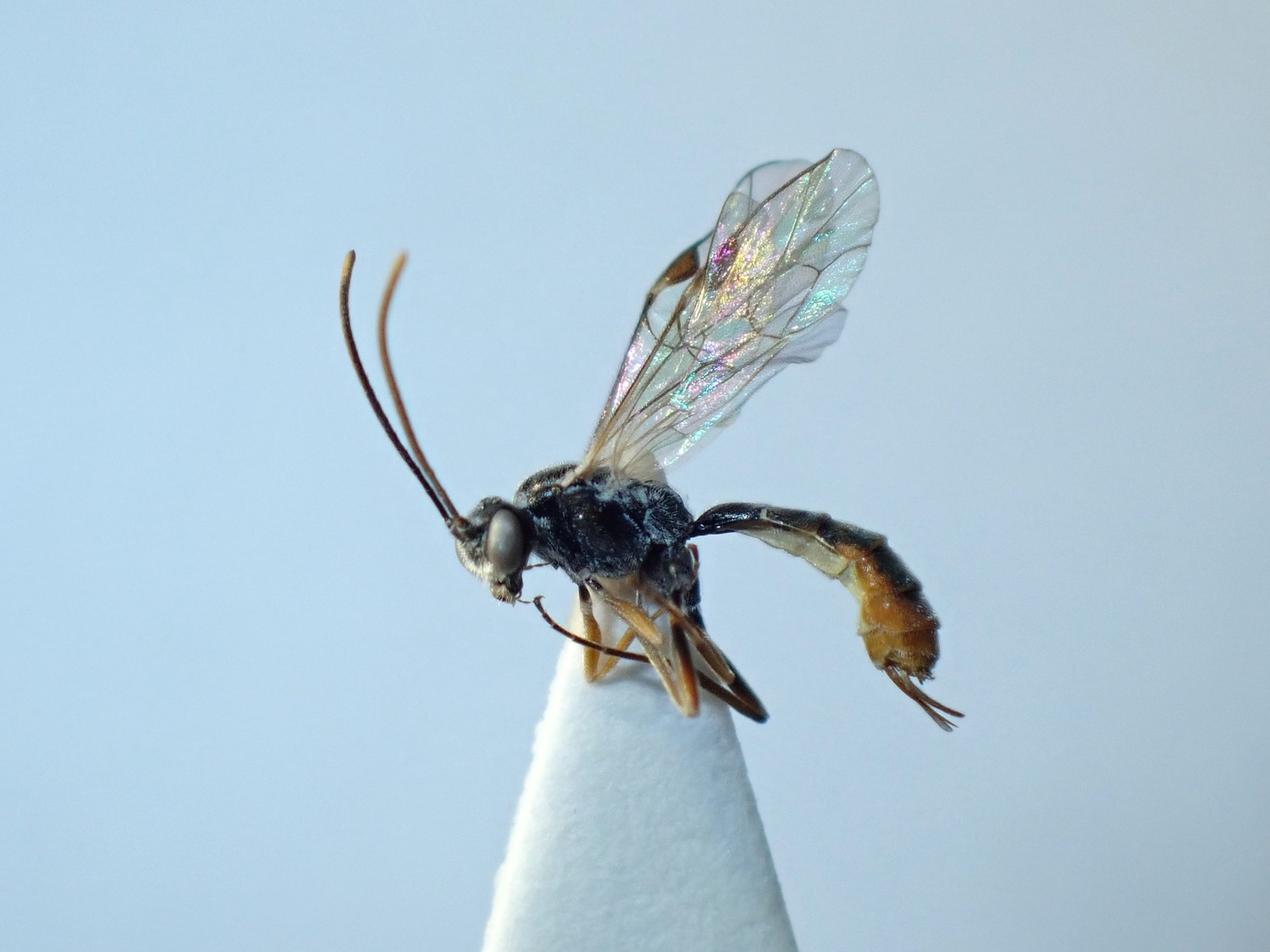 LIUW_26_352, Stilbops vetulus