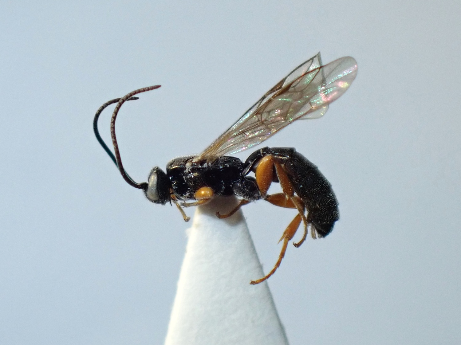LIUW_26_353, Exochus sp.