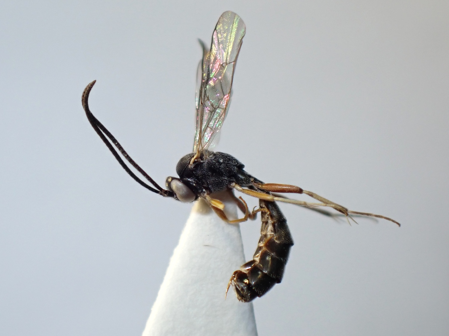 Casinaria albipalpis