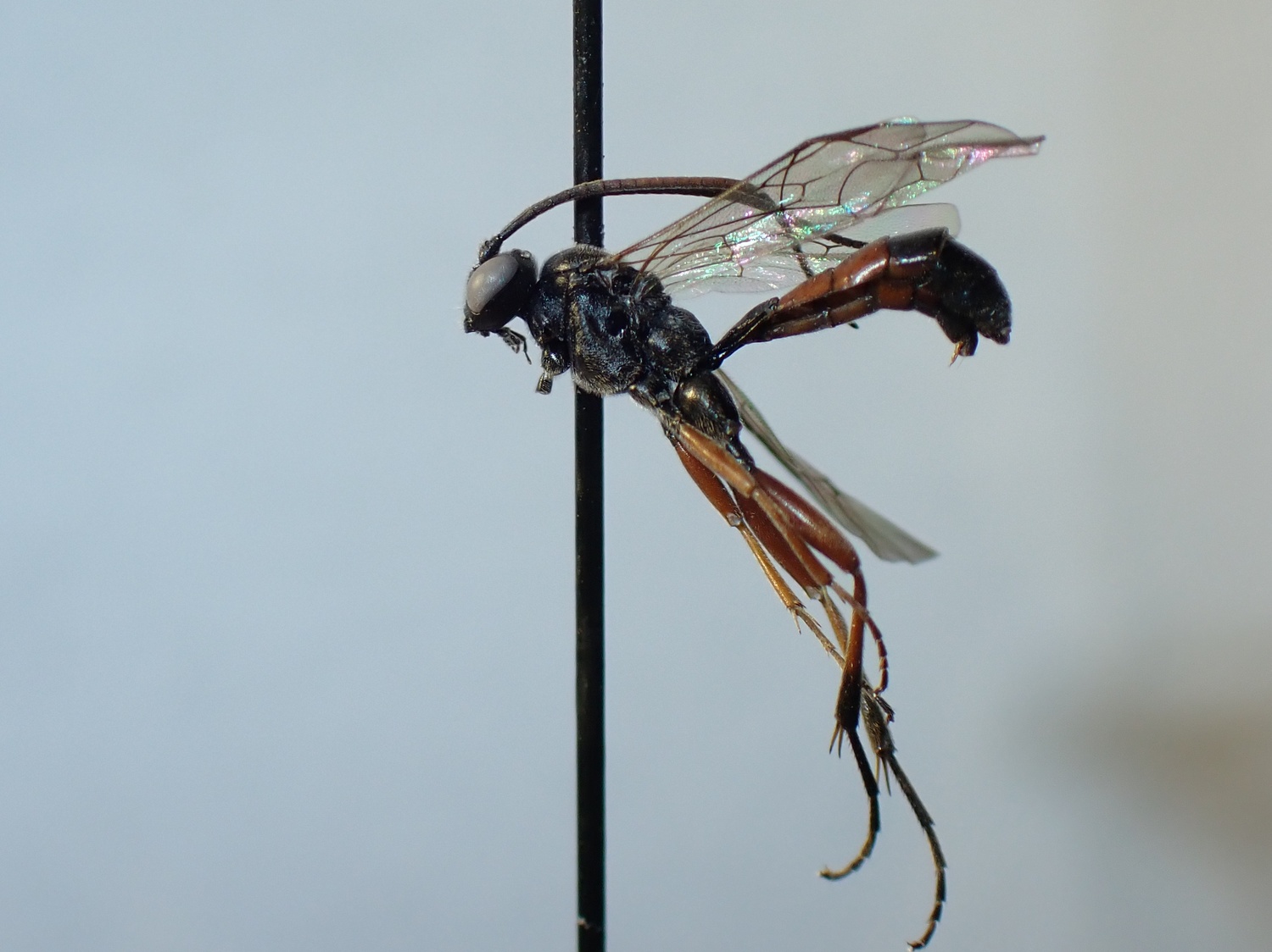 LIUW_26_356, Mesoleius sp.