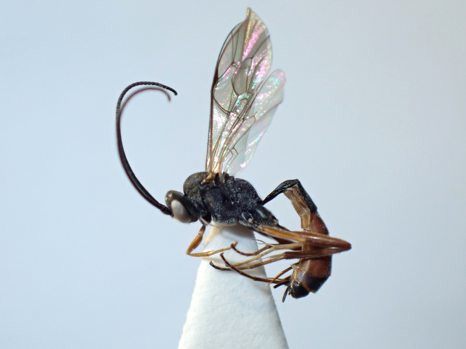 Hyposoter sp.
