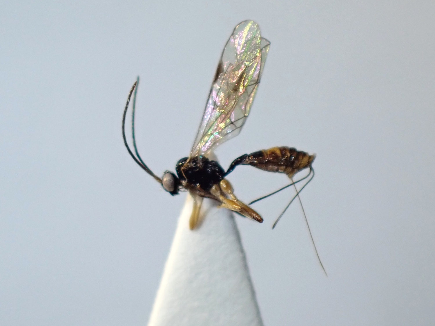 LIUW_26_358, Proclitus sp.