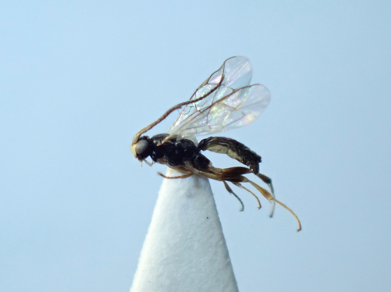 LIUW_26_359, Stenomacrus sp.
