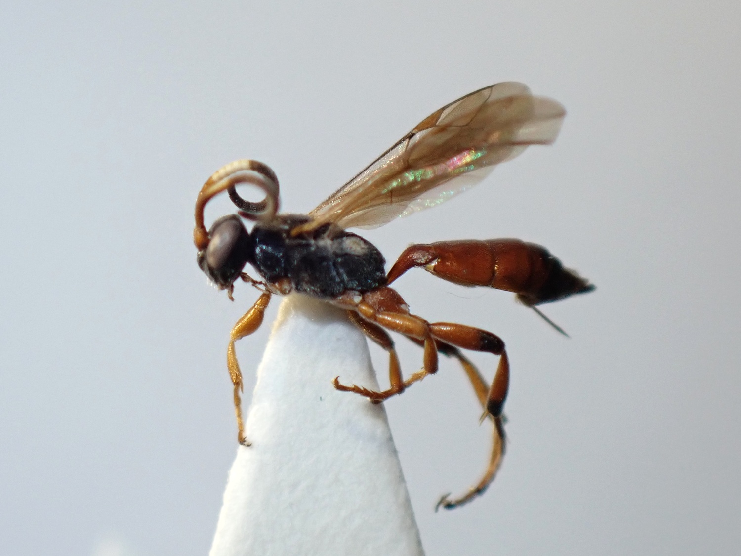 LIUW_26_360, Ichneumon oblongus