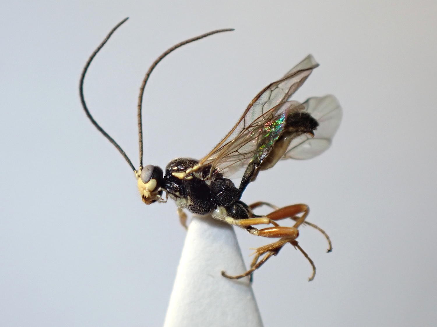 LIUW_26_361, Synodites sp.