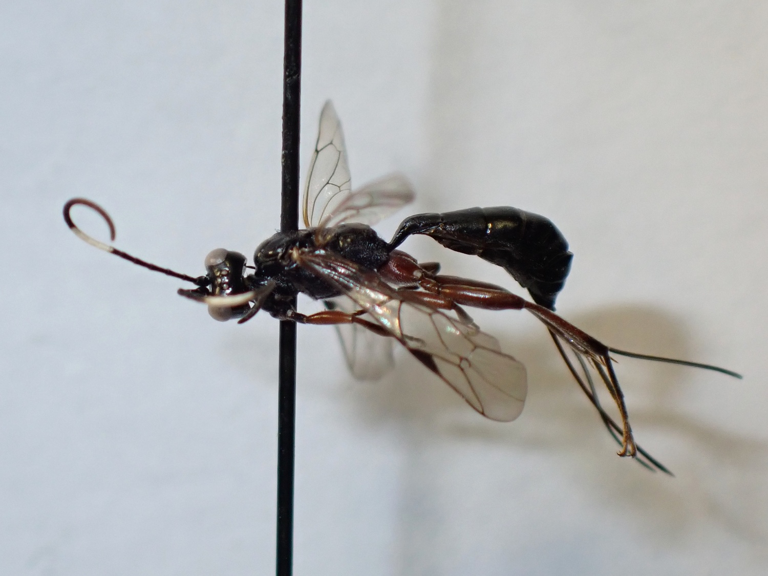 LIUW_26_363, Cubocephalus sp.