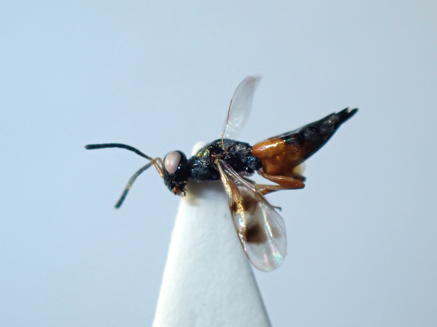 Trigonoderus pedicellaris