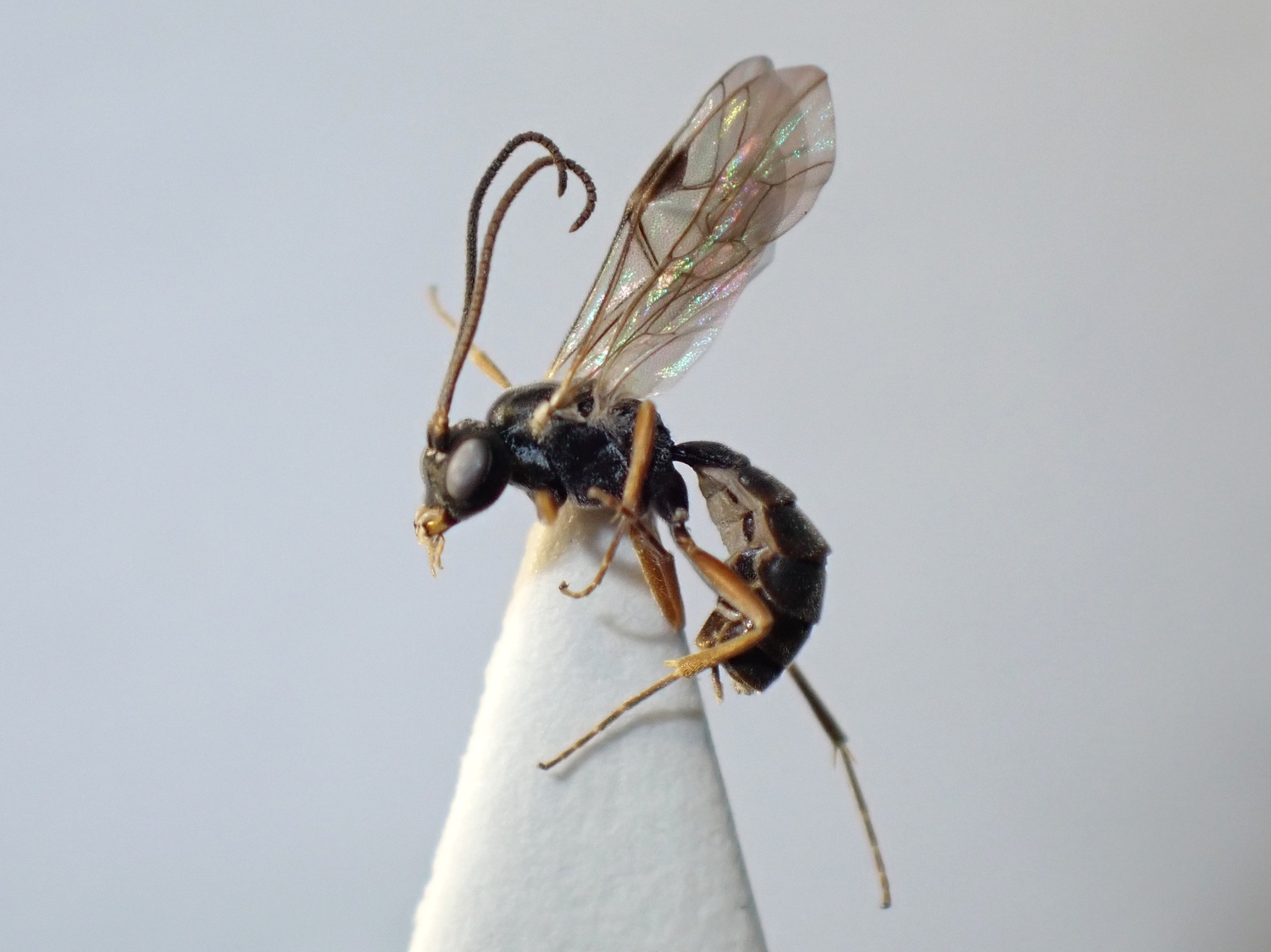 Lethades sp. 1