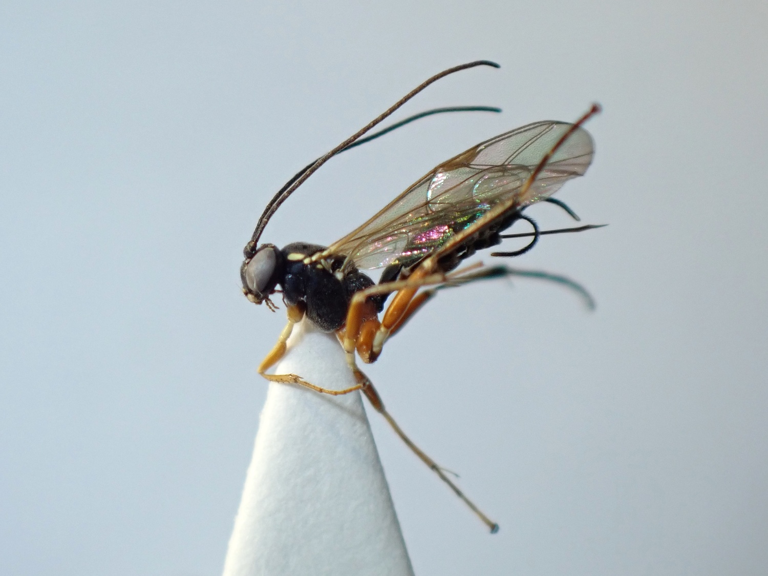 Phytodietus variegatus