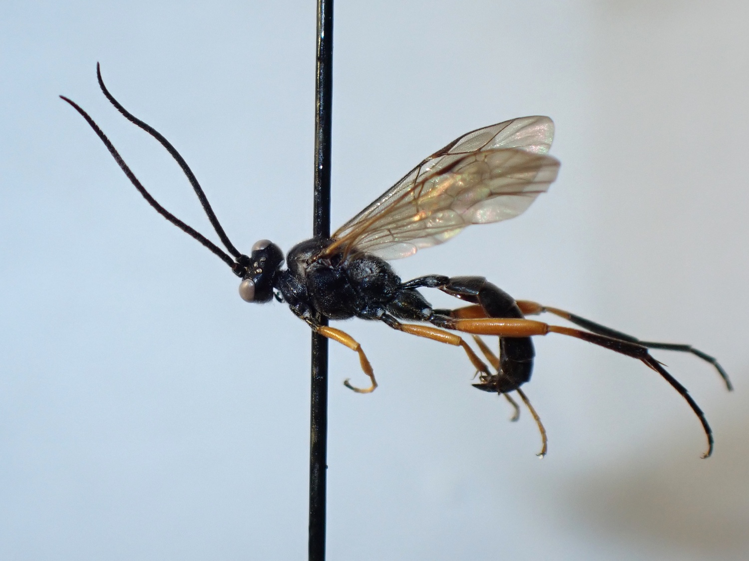 LIUW_26_371, Cryptinae