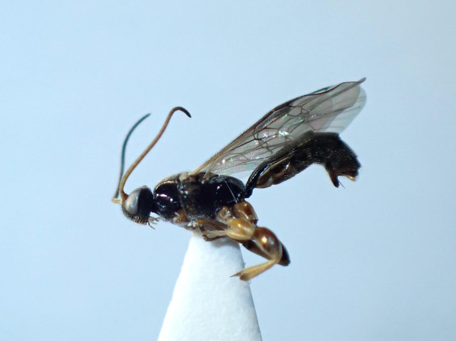 Triclistus sp.