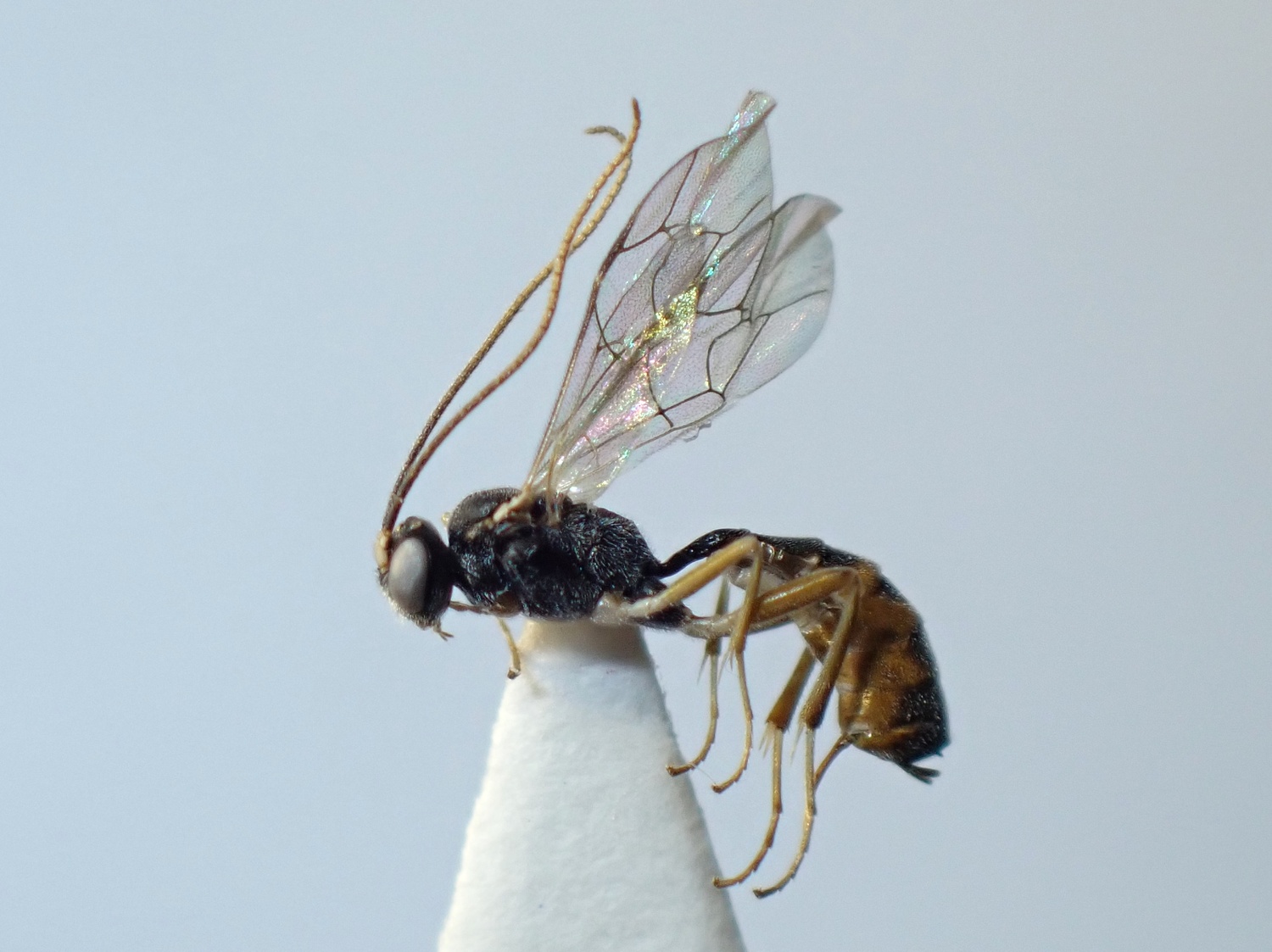 Hyposoter alpicola