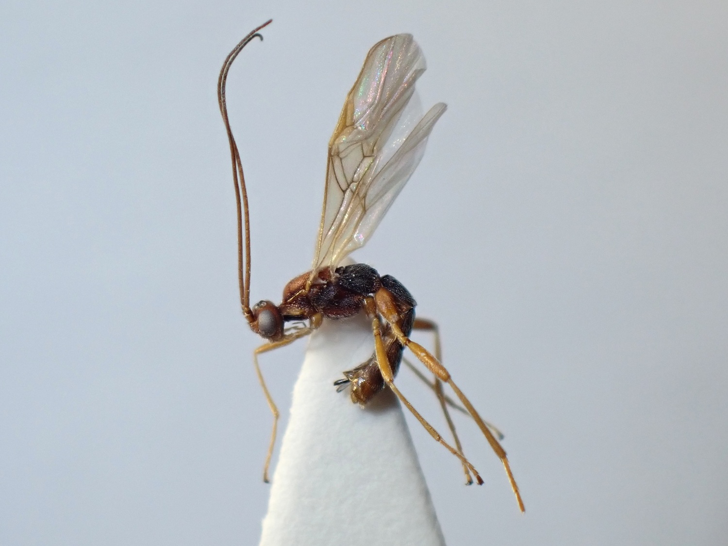 LIUW_26_374, Aleiodes sp.