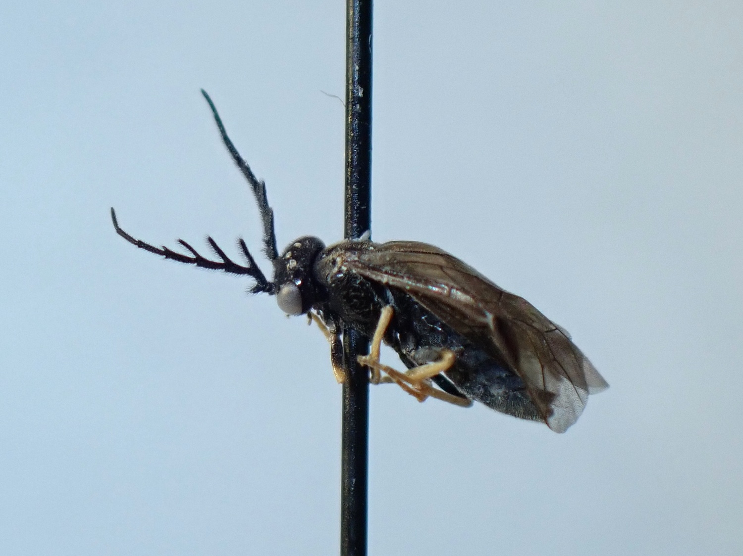Cladius sp.