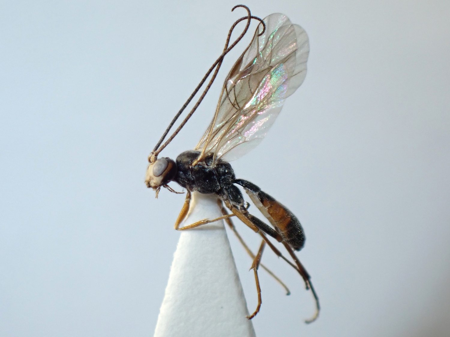 Lathrolestes orbitalis