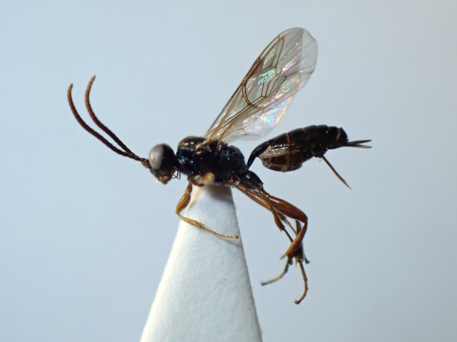 LIUW_26_377, Demopheles corruptor