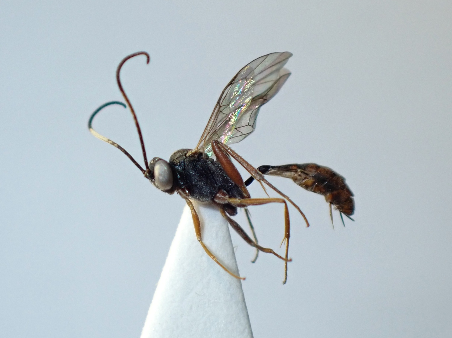 LIUW_26_378, Callidora albovincta