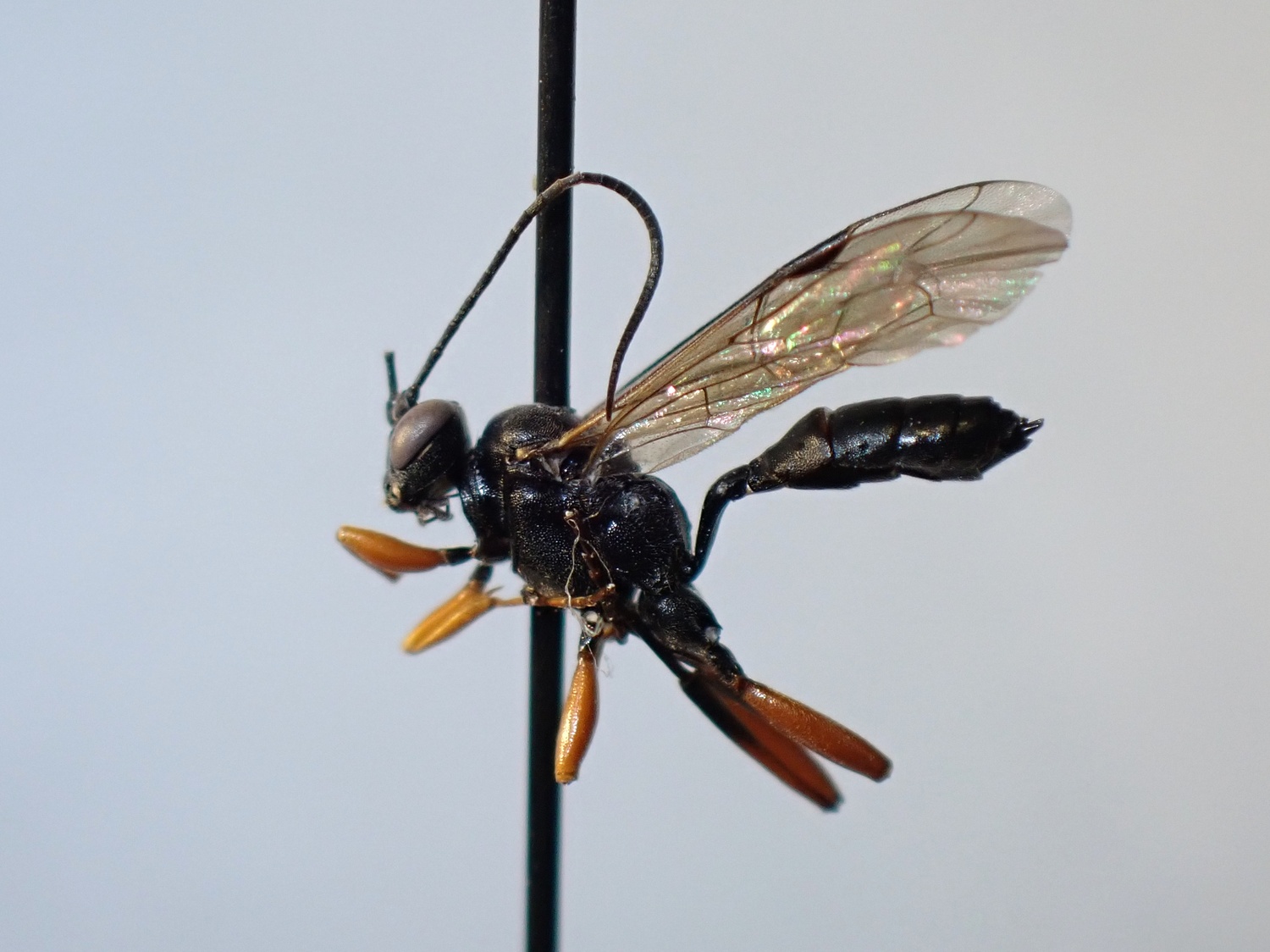 Platylabus odiosus