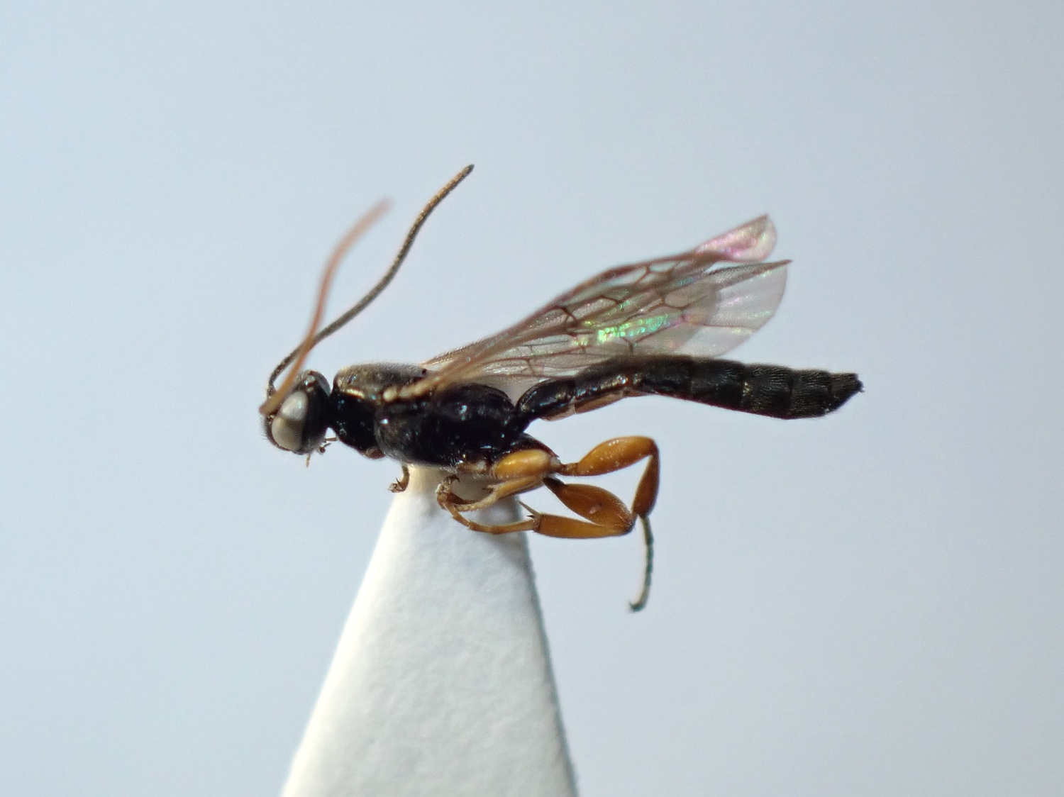 Exochus foveolatus