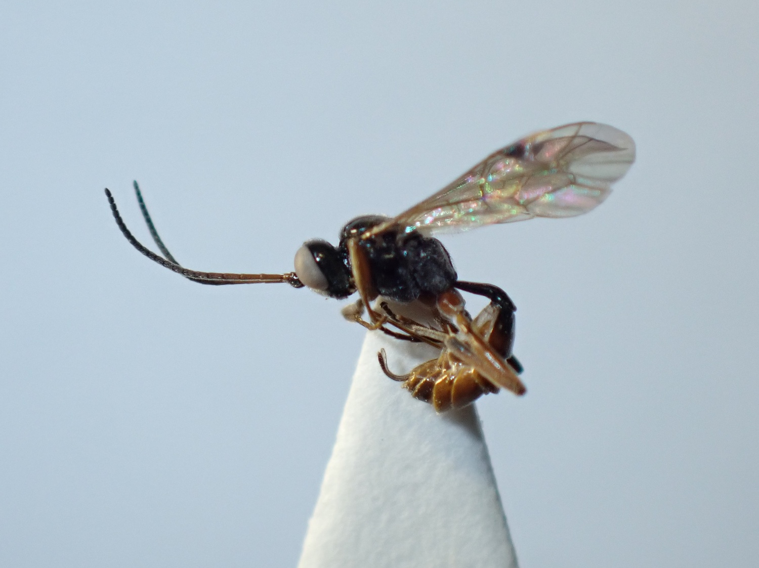 LIUW_26_381, Bathythrix pellucidator