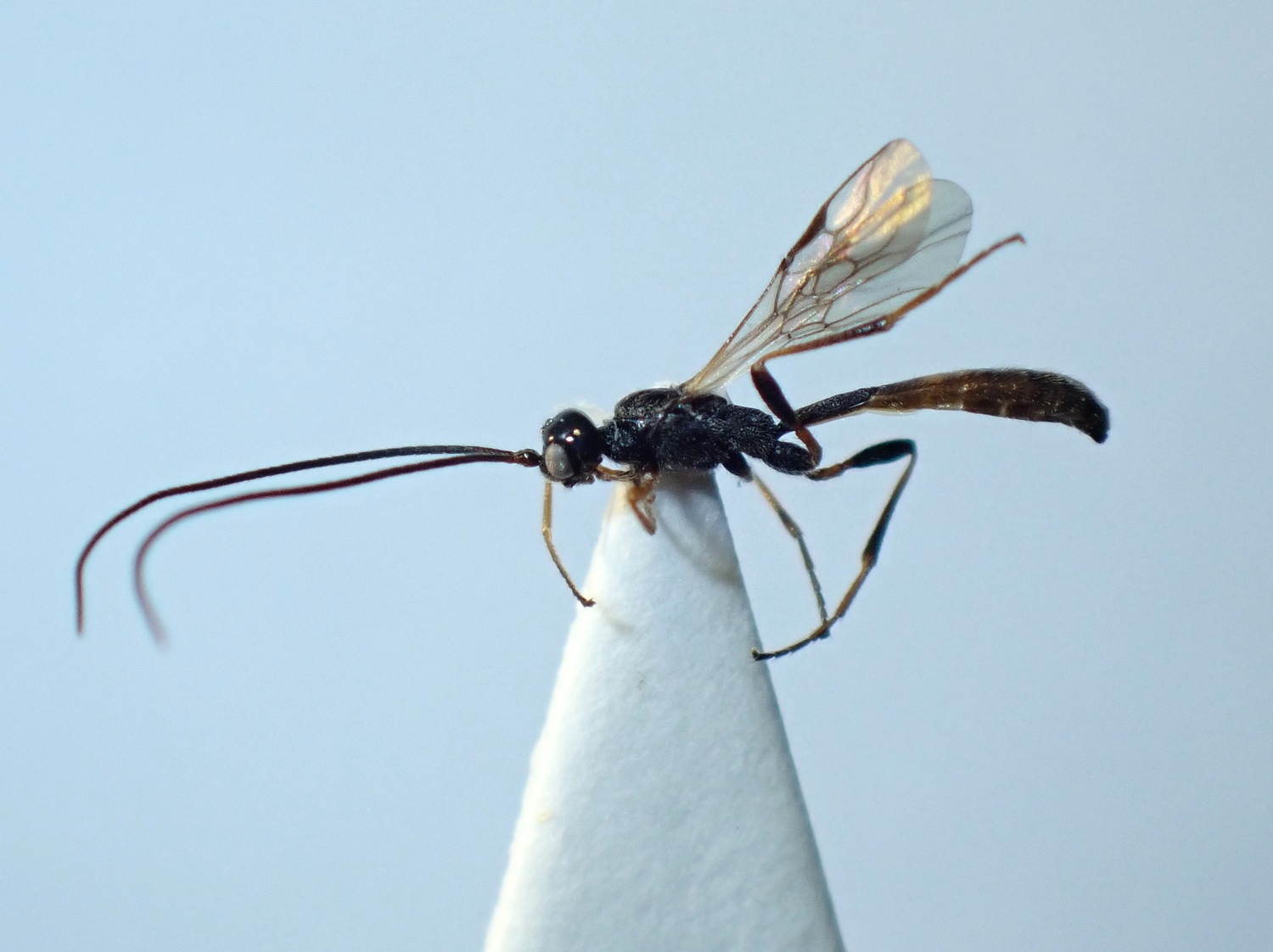 Coelinidea sp.
