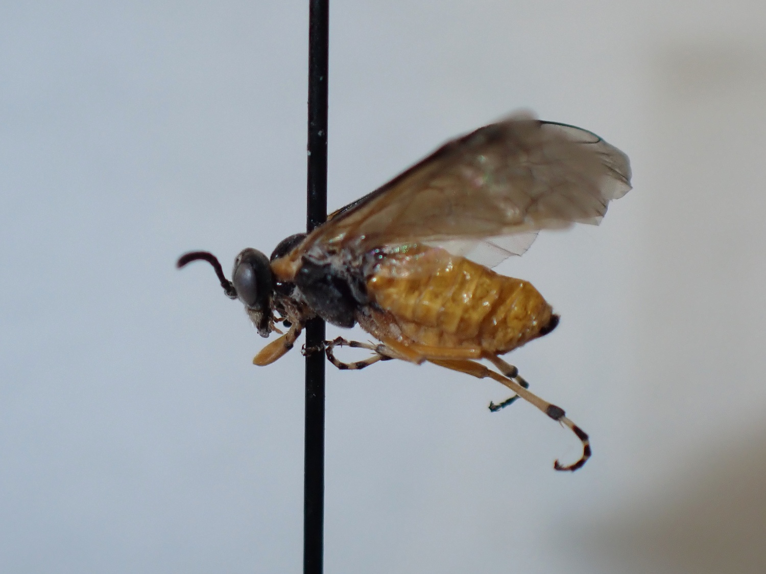 Athalia sp.