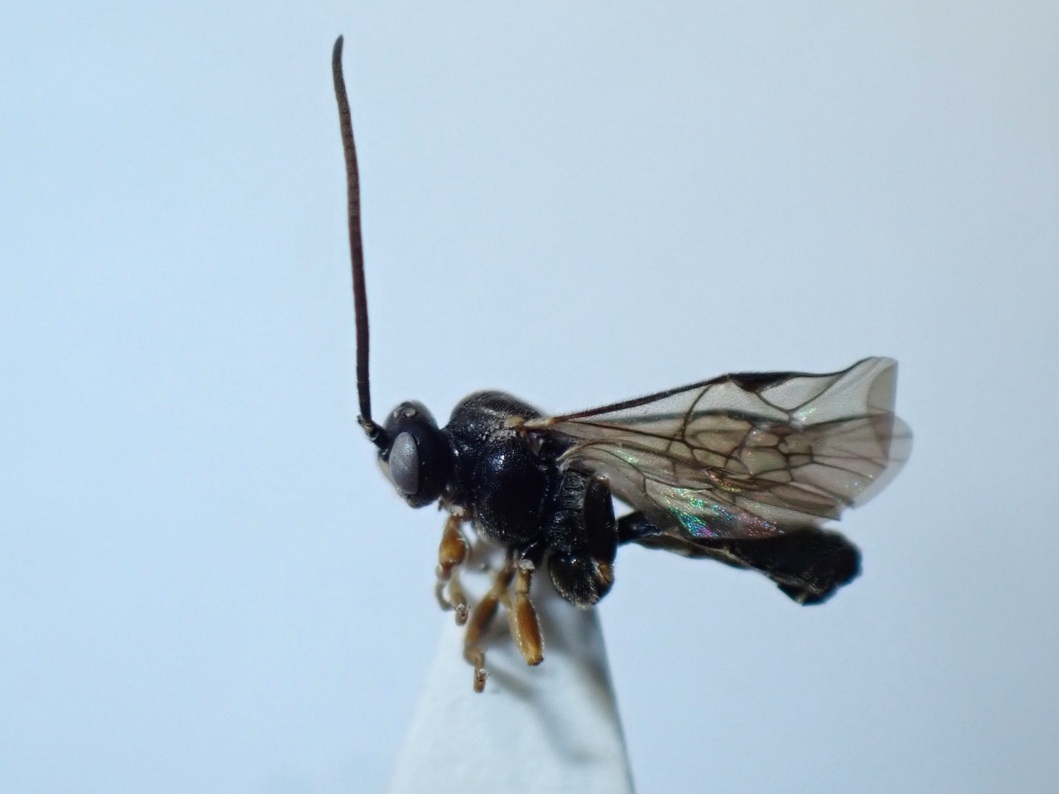 Rhorus substitutor