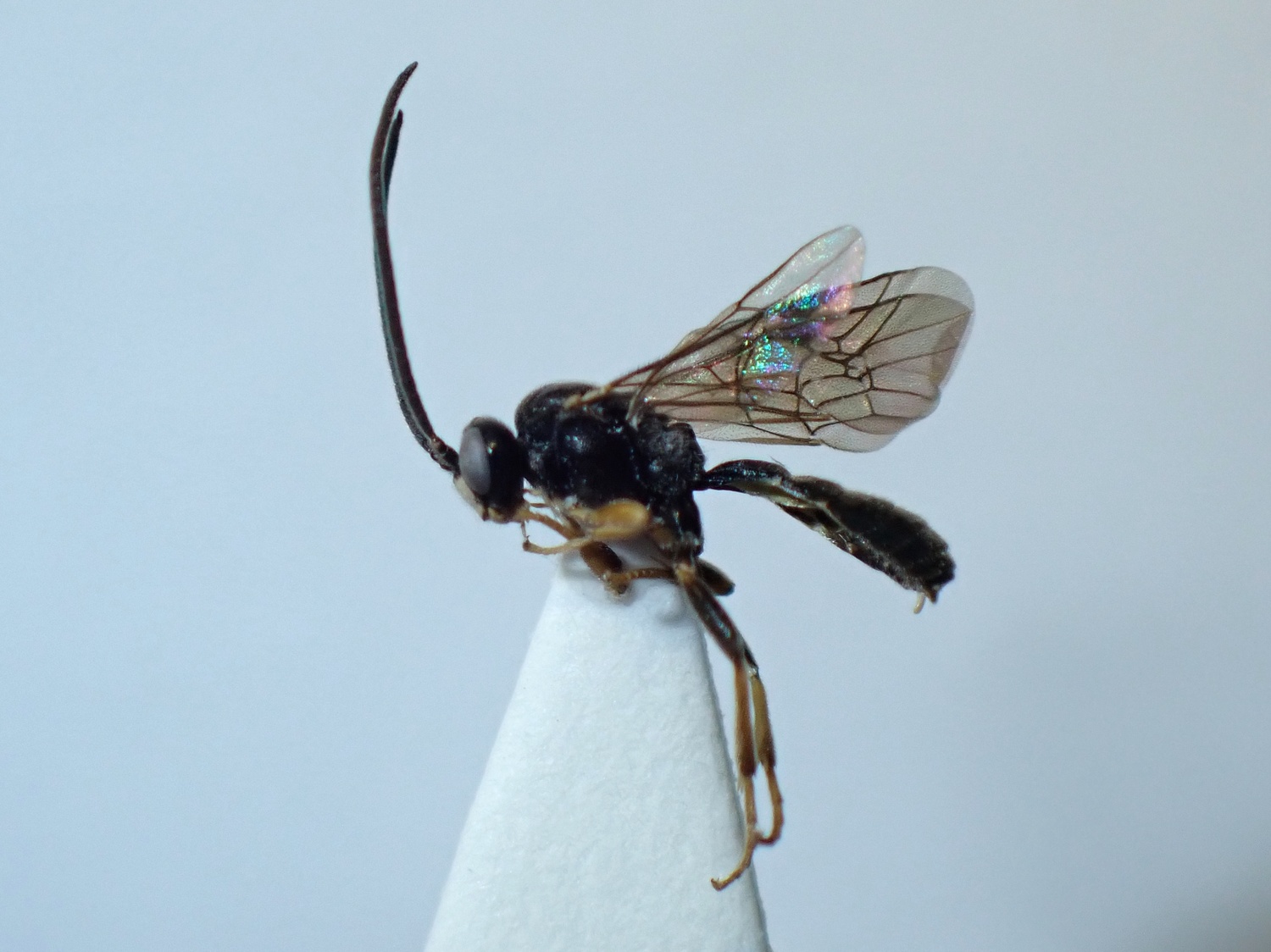 LIUW_26_386, Rhorus substitutor