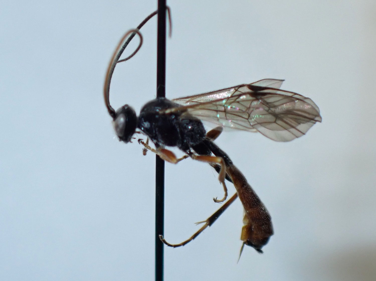 LIUW_26_387, Rhorus longicornis