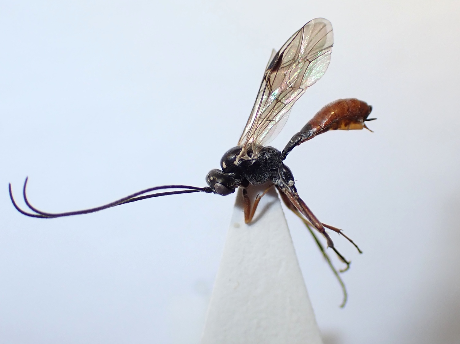 LIUW_26_389, Campodorus sp.