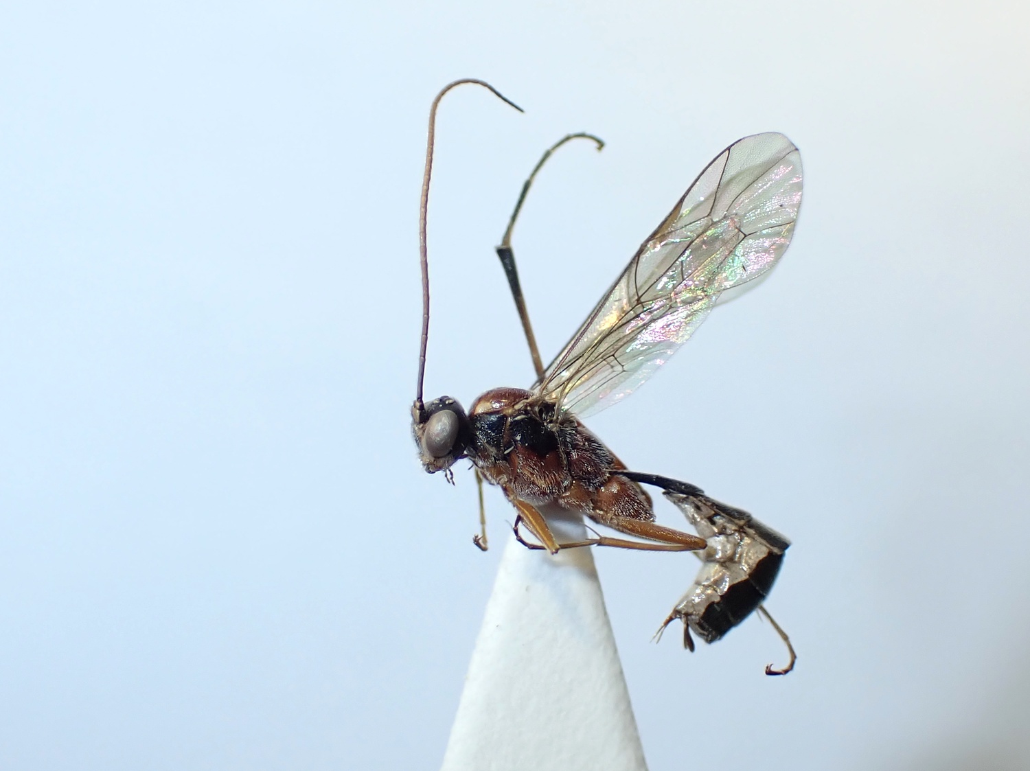 LIUW_26_390, Mesoleptidea cingulata
