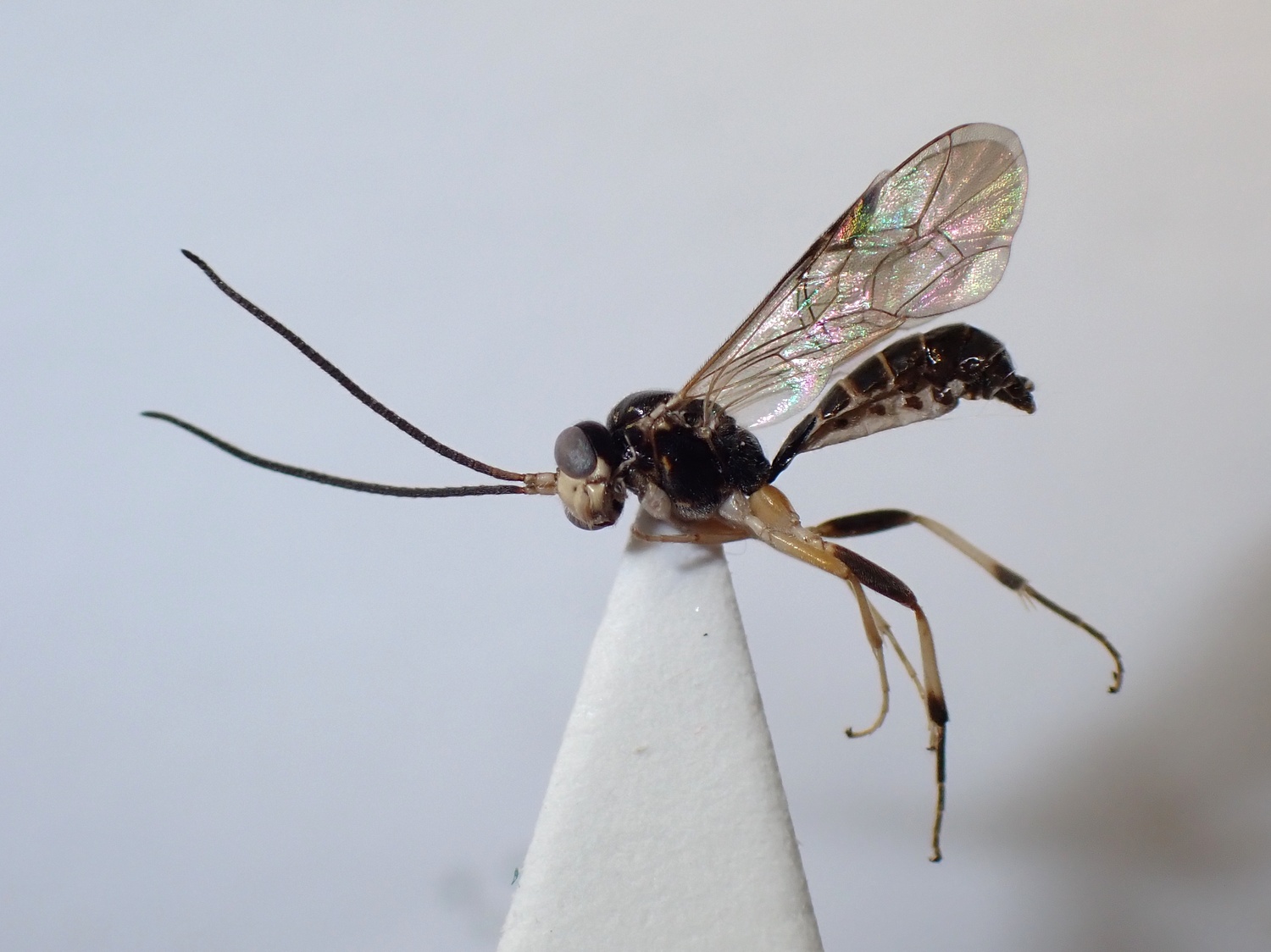 Polyblastus westringi