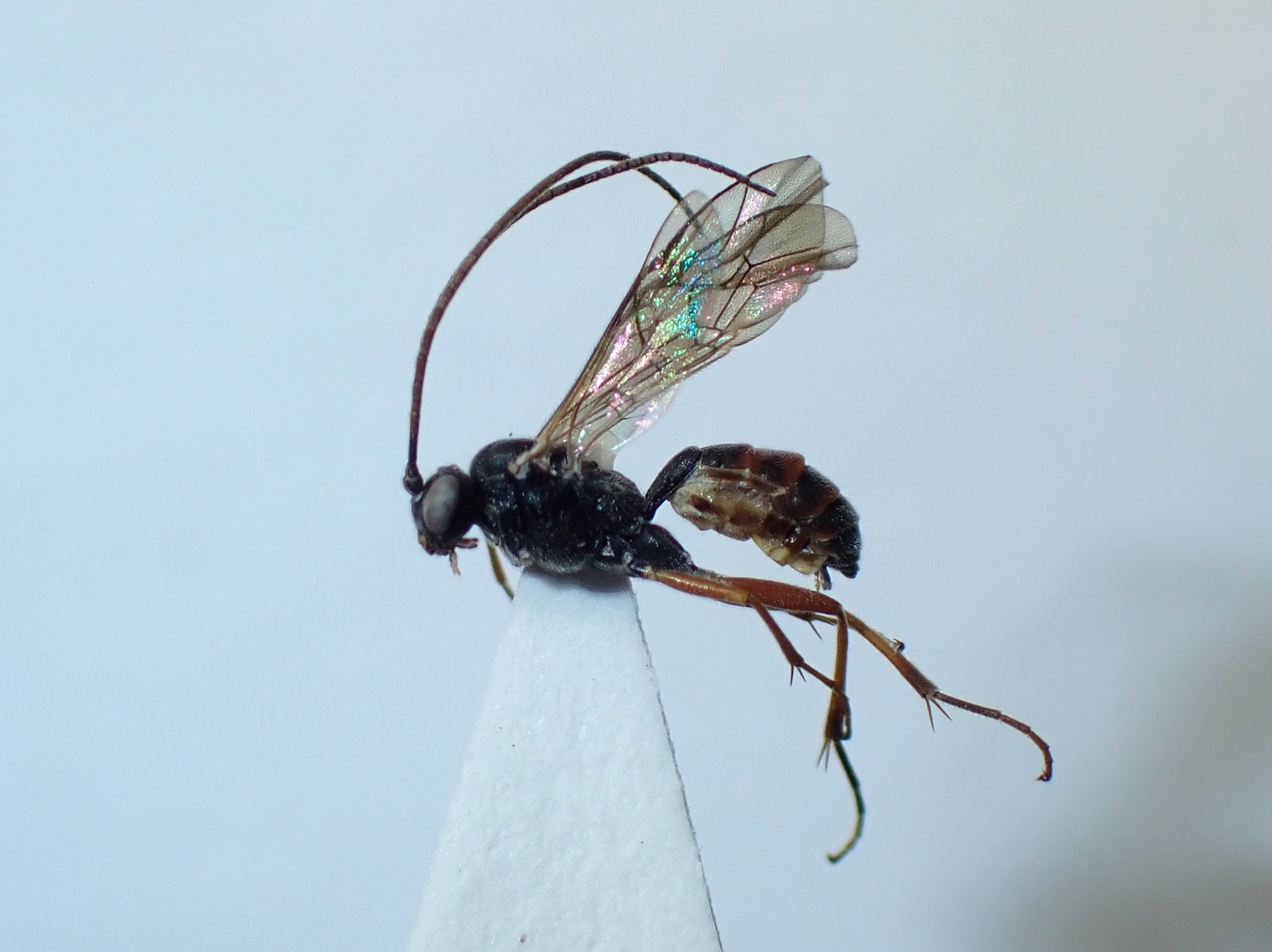 LIUW_26_393, Campodorus sp.