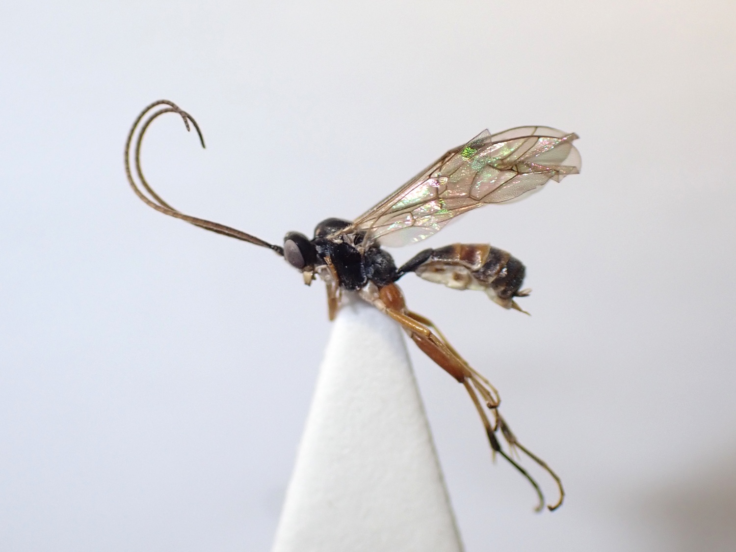 LIUW_26_394, Mesoleius armillatorius