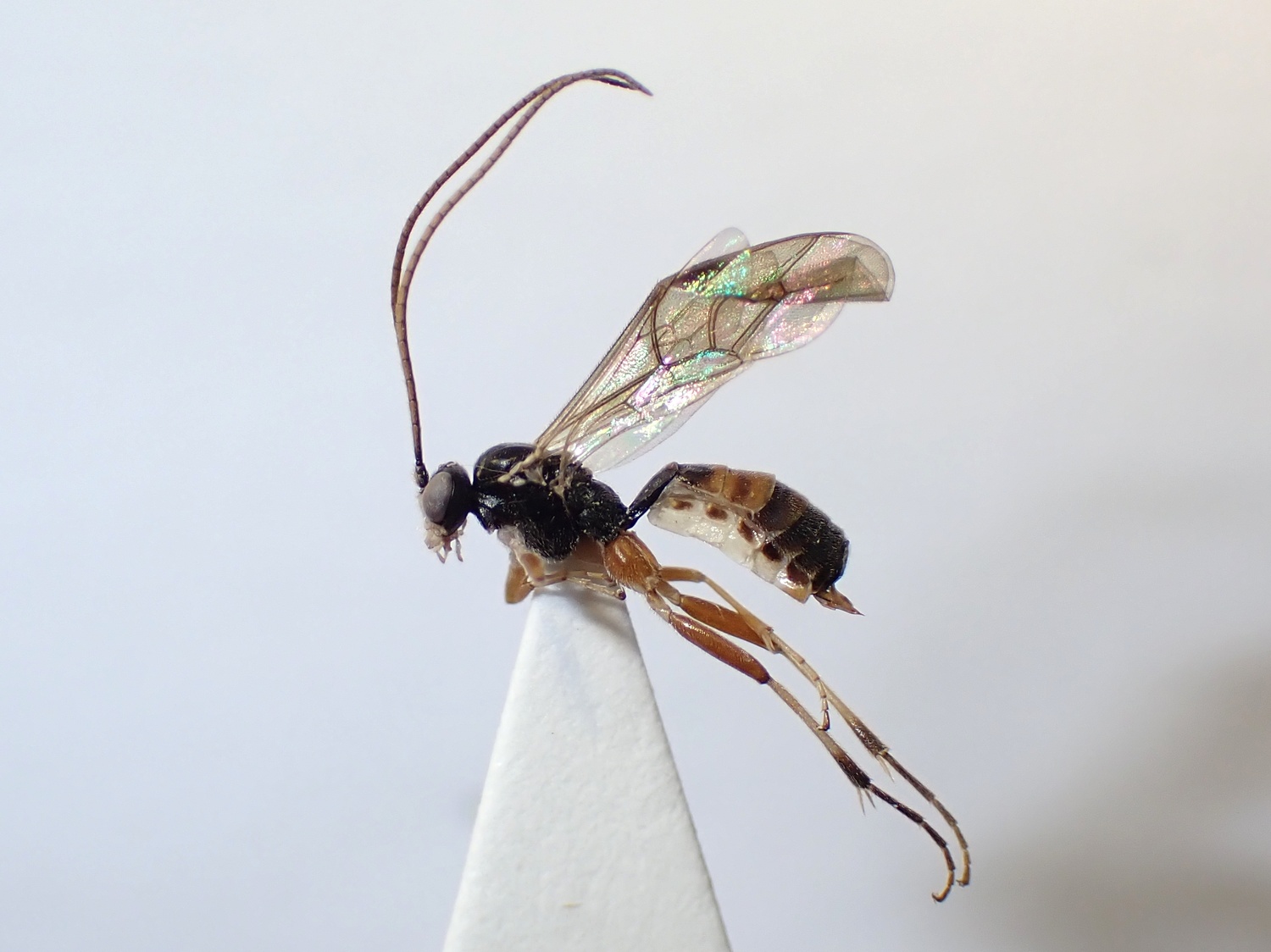 LIUW_26_395, Mesoleius armillatorius