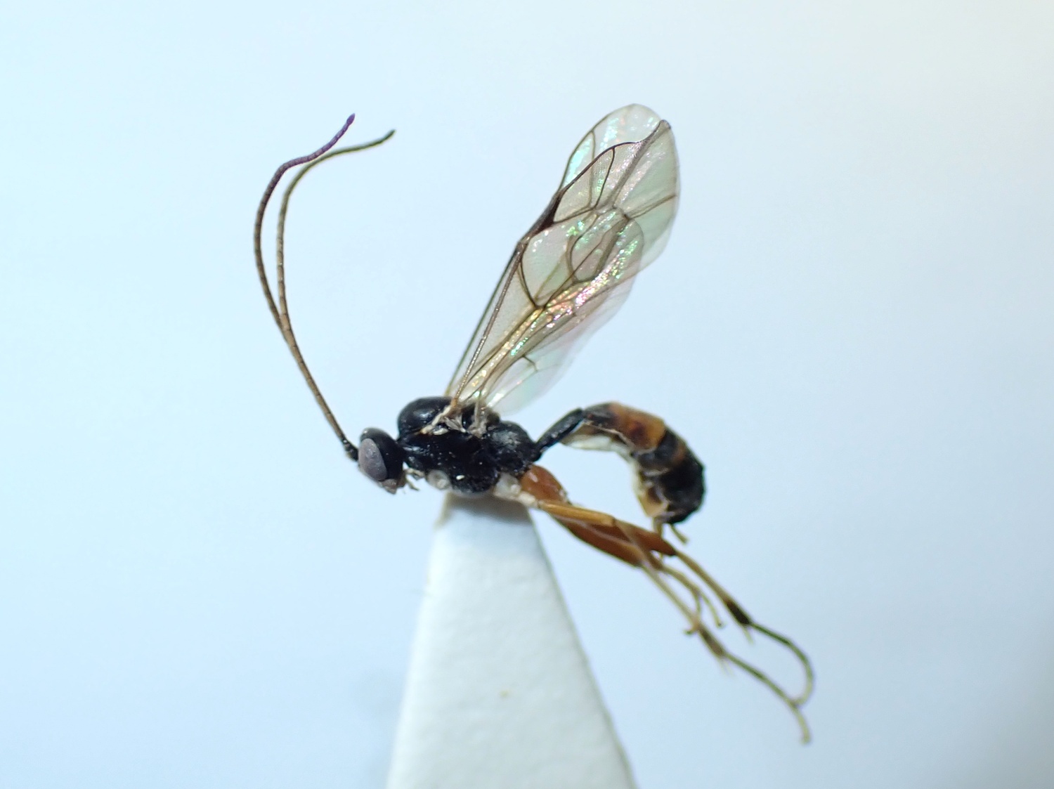 LIUW_26_396, Mesoleius armillatorius