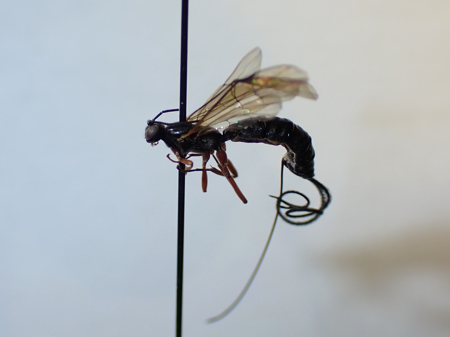 Liotryphon crassiseta