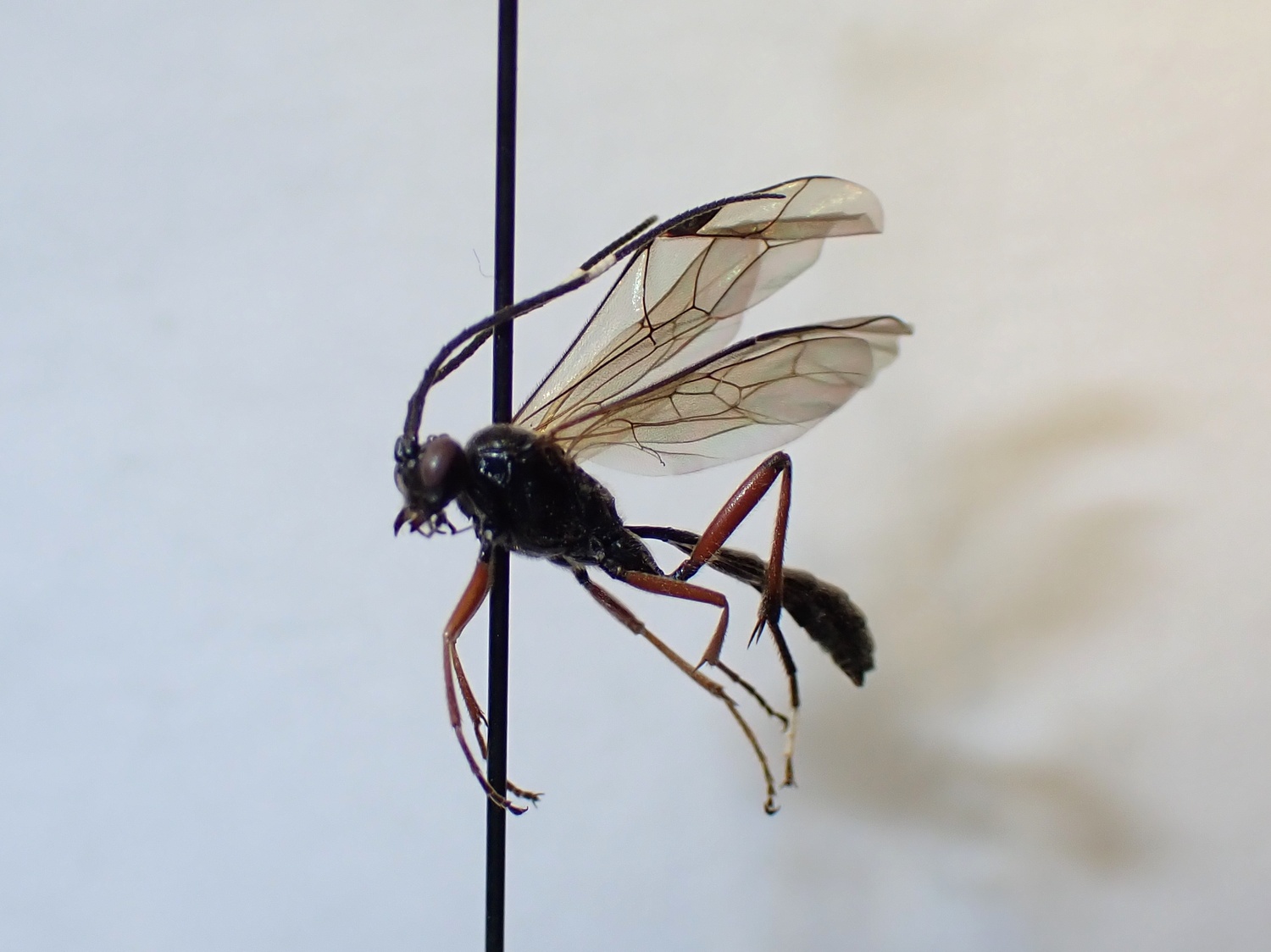 Giraudia grisescens