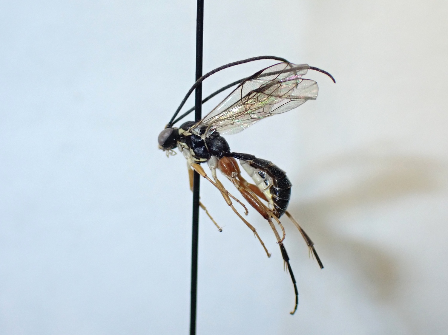 LIUW_26_401, Mesoleius aulicus