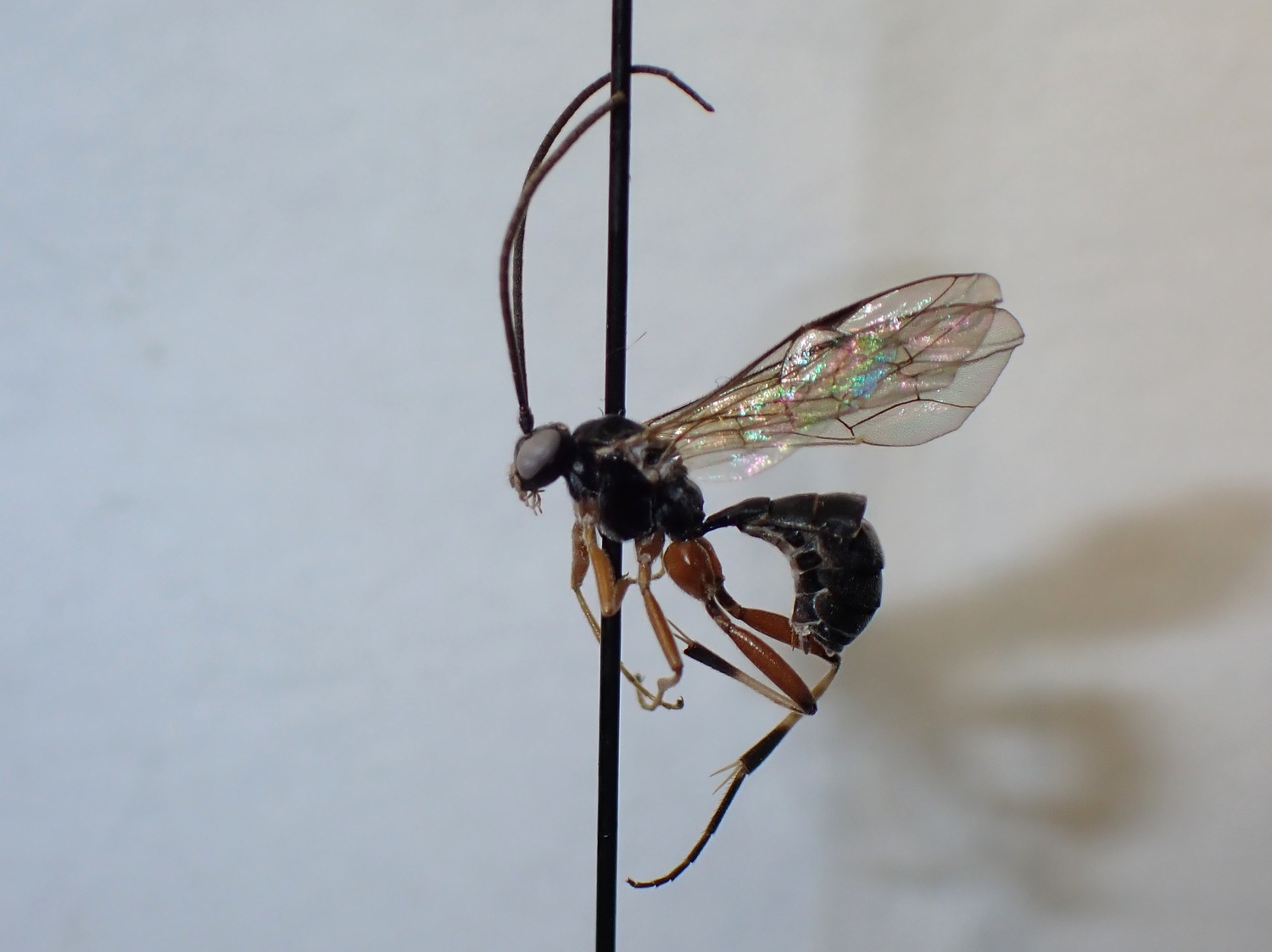 Mesoleius dubius