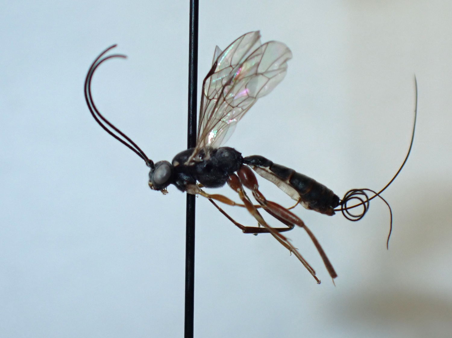 LIUW_26_403, Lissonota sp.
