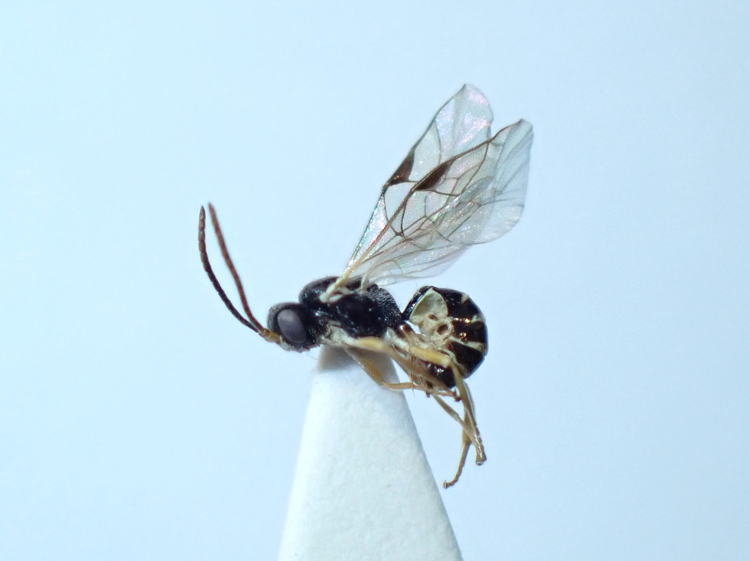 Adelognathus brevicornis