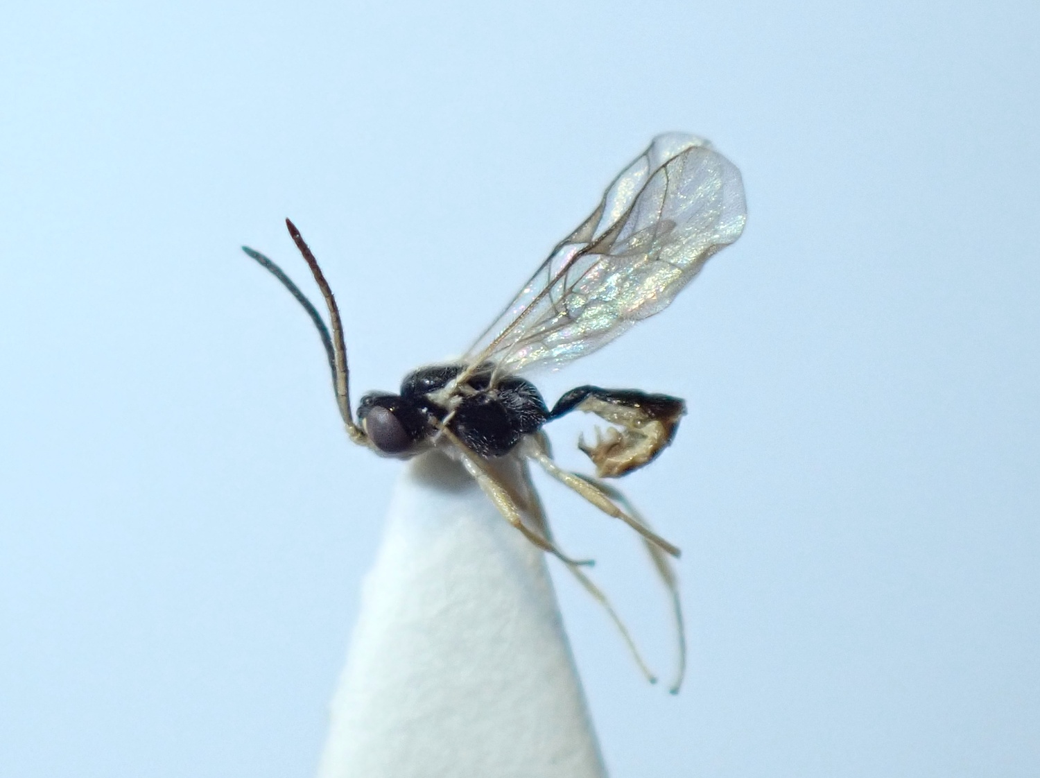 LIUW_26_405, Adelognathus chrysopygus