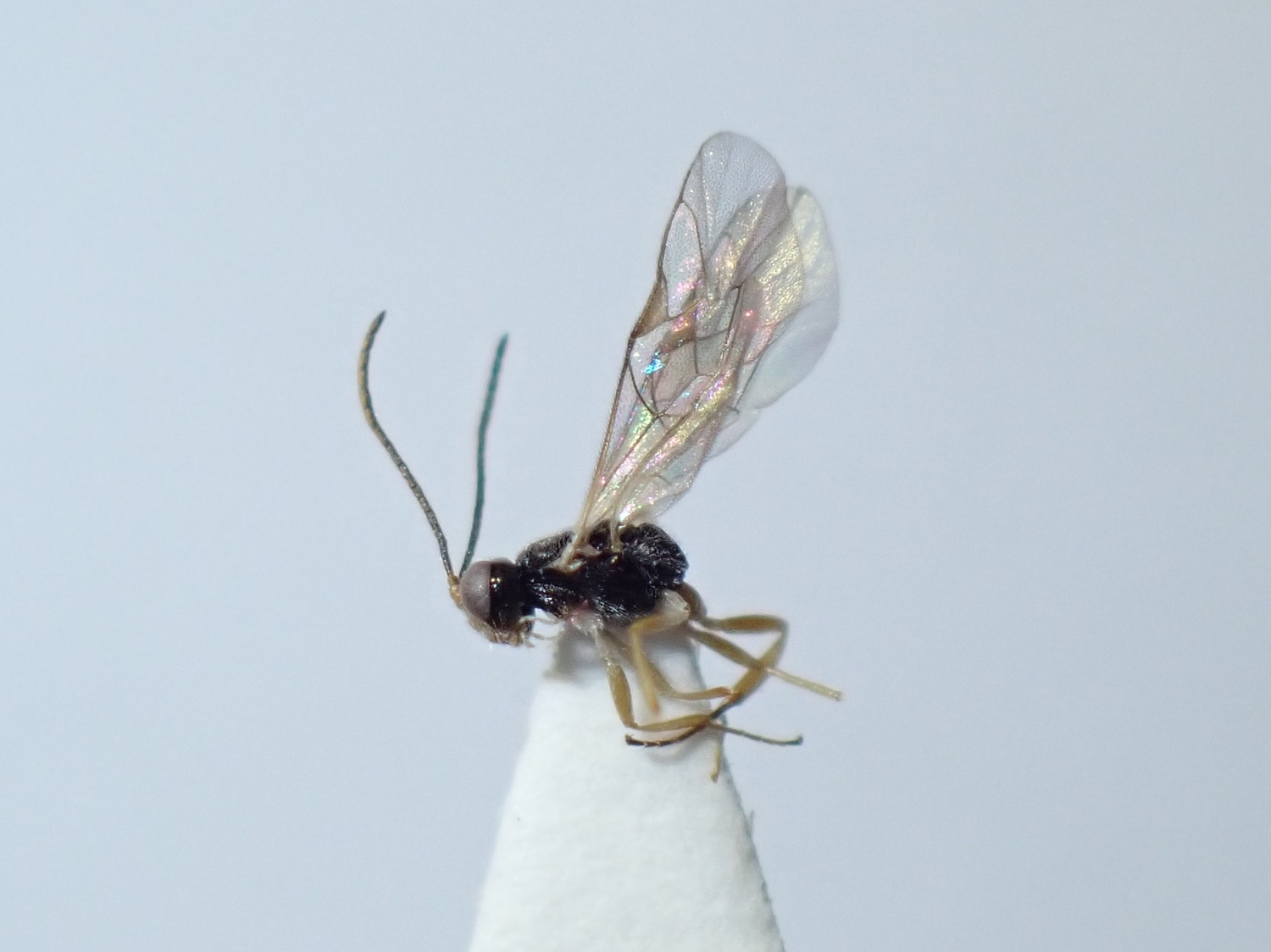 LIUW_26_406, Adelognathus chrysopygus