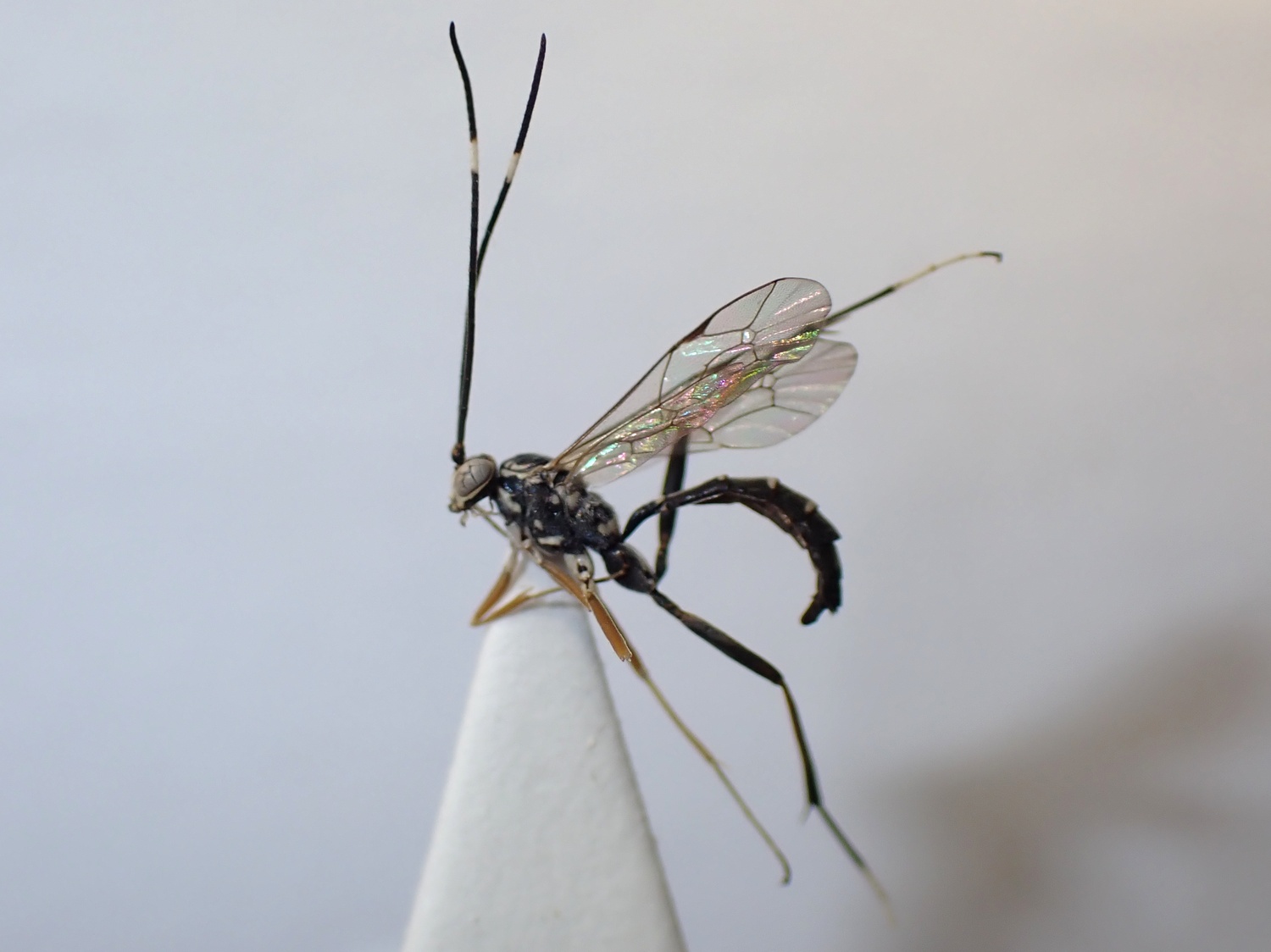 LIUW_26_407, Ischnus inquisitorius