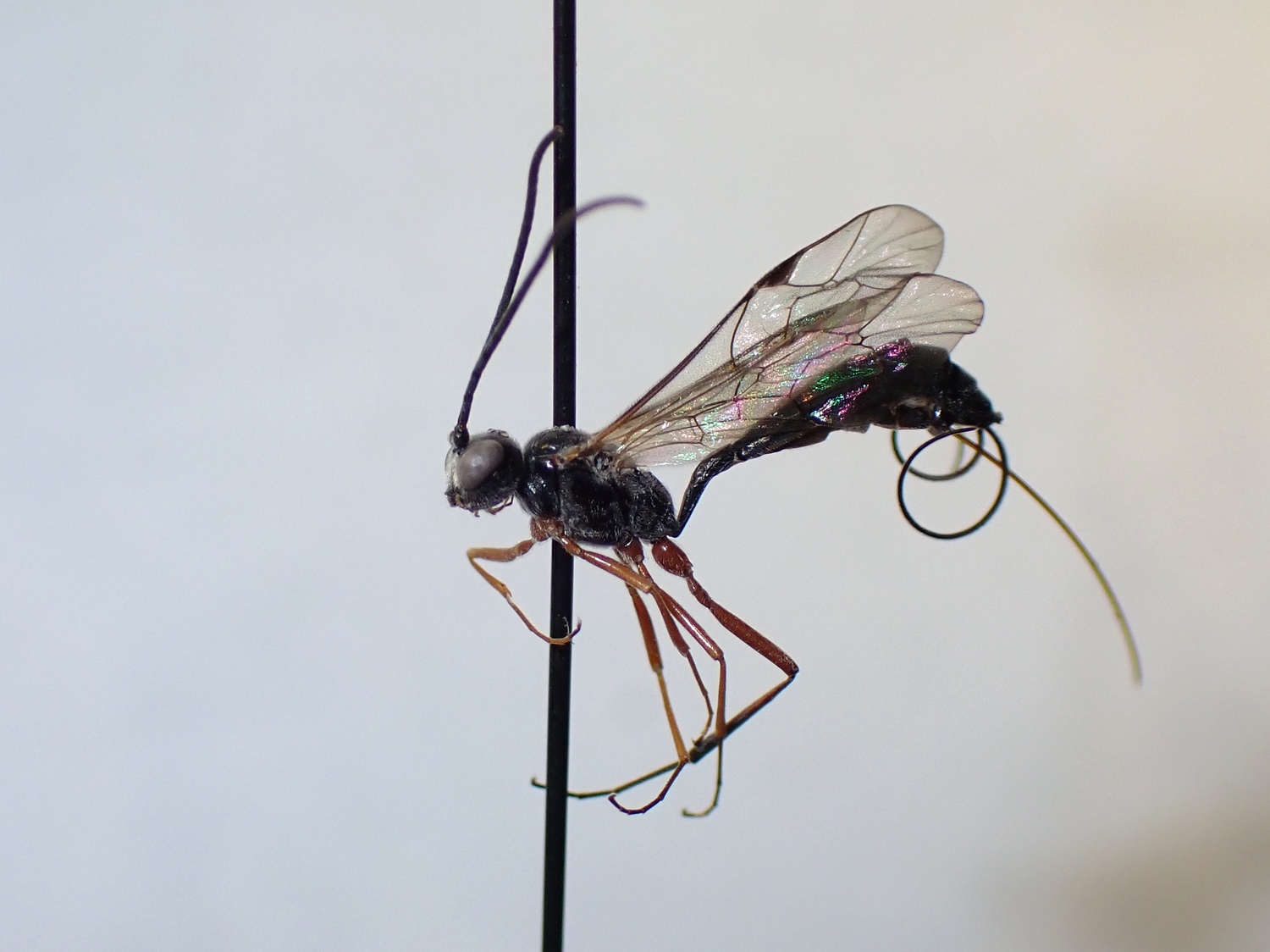 LIUW_26_409, Bathythrix claviger
