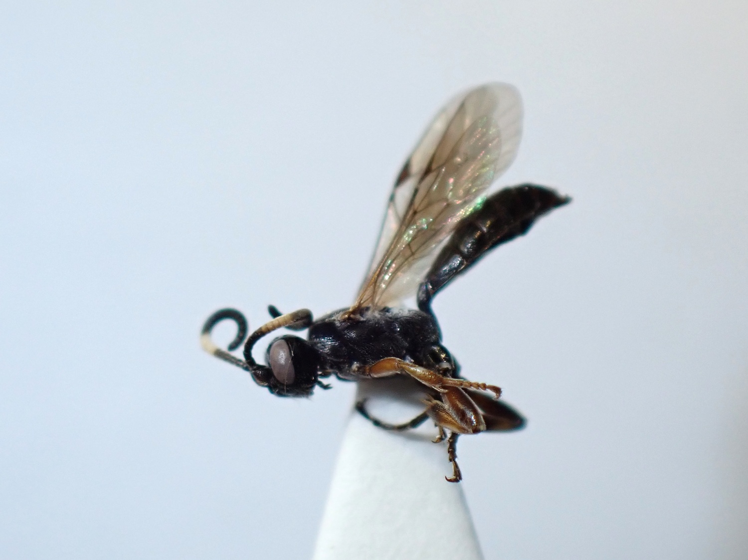 Cratichneumon culex
