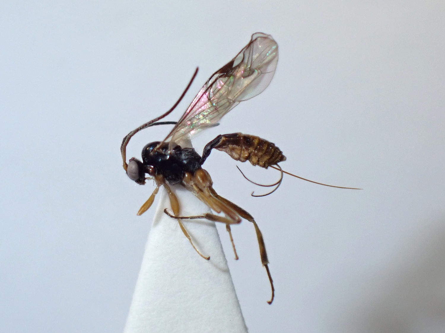 LIUW_26_411, Plectiscidea sp.
