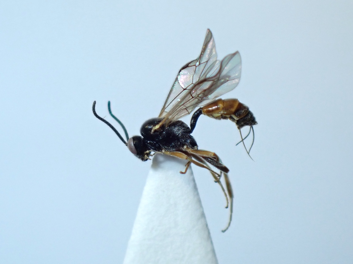 LIUW_26_412, Orthopelma brevicorne