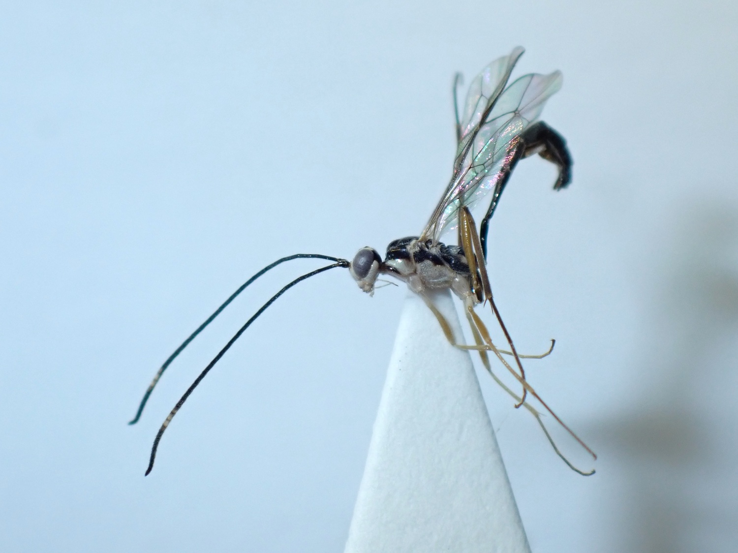 LIUW_26_413, Nematopodius debilis
